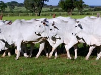 GERAL NOVILHAS PRENHAS