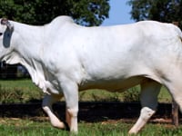 Lote 04