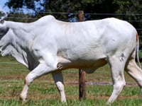 Lote 03