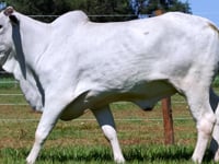 Lote 05