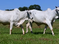 Lote 09