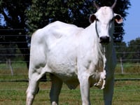 Lote 23