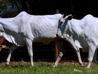 Lote 30