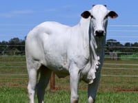 Lote 37
