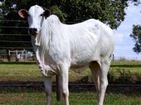 Lote 36