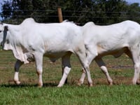 Lote 39