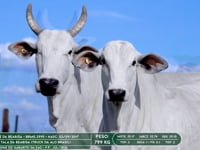 Lote 07