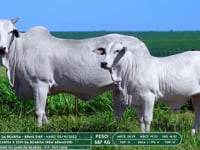 Lote 13