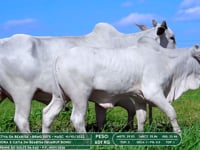 Lote 20