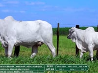 Lote 22