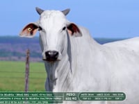 Lote 29