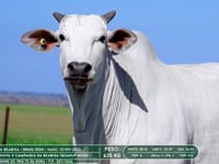 Lote 31