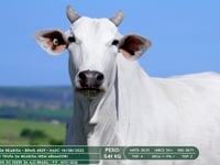 Lote 37