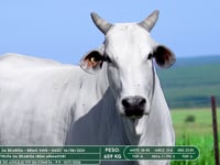 Lote 36