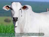 Lote 42