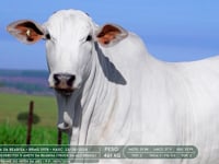 Lote 44