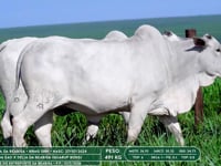 Lote 45