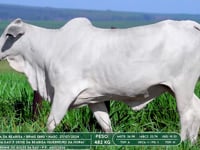 Lote 46