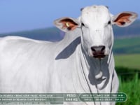 Lote 50