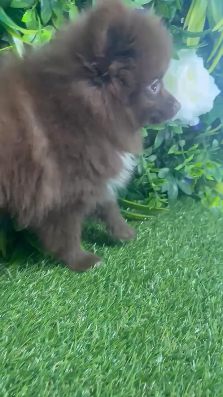 Female Pomeranian puppy named Tracy for sale at Puppy Dreams - Katy. video thumbnail