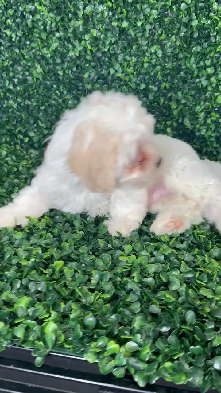 Male Teddy Bear puppy named Snowy for sale at Puppy Dreams - Missouri City. video thumbnail