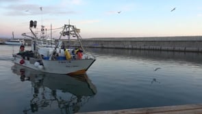 El Port de l'Escala lidera les captures de peix blau a Catalunya