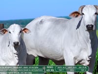 Lote 10