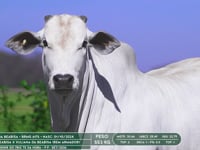 Lote 39