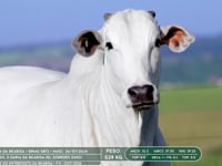 Lote 43