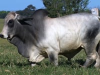 Lote 25