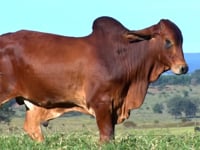Lote 32