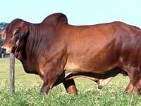 Lote 28