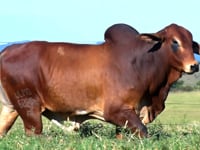 Lote 27