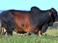 Lote 29