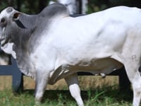 Lote 58