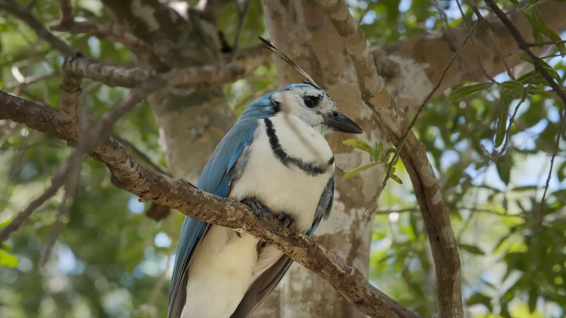 Escape to Costa Rica - Jungle Story