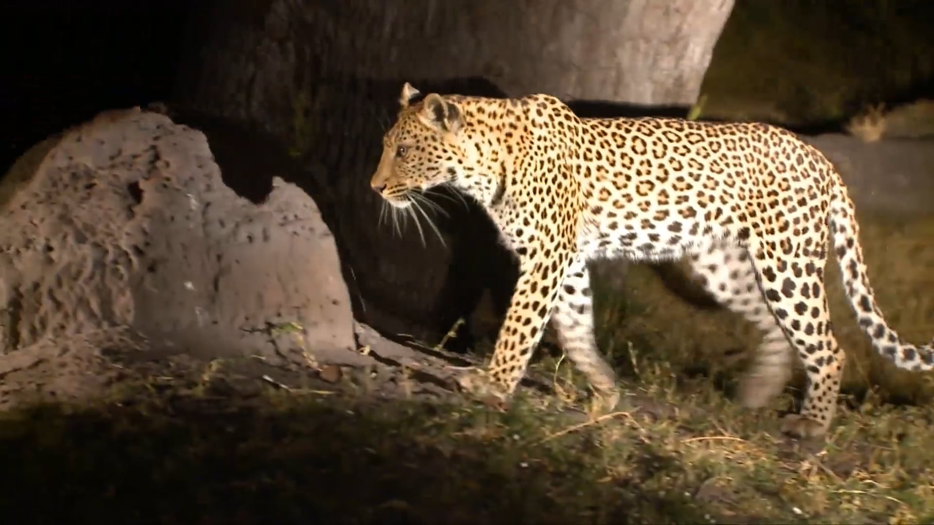 Leopards - The Ghosts of the Savannah