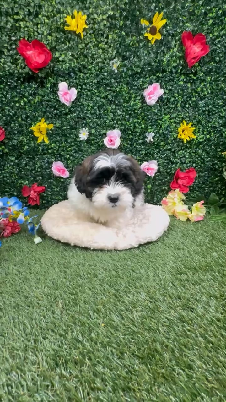 Male Teddy Bear puppy named Scott for sale at Puppy Dreams - Round Rock. video thumbnail