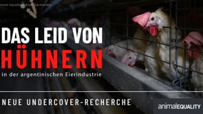 Neue Recherche: Sechs Vögel, ein winziger Käfig