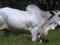 Lote 01