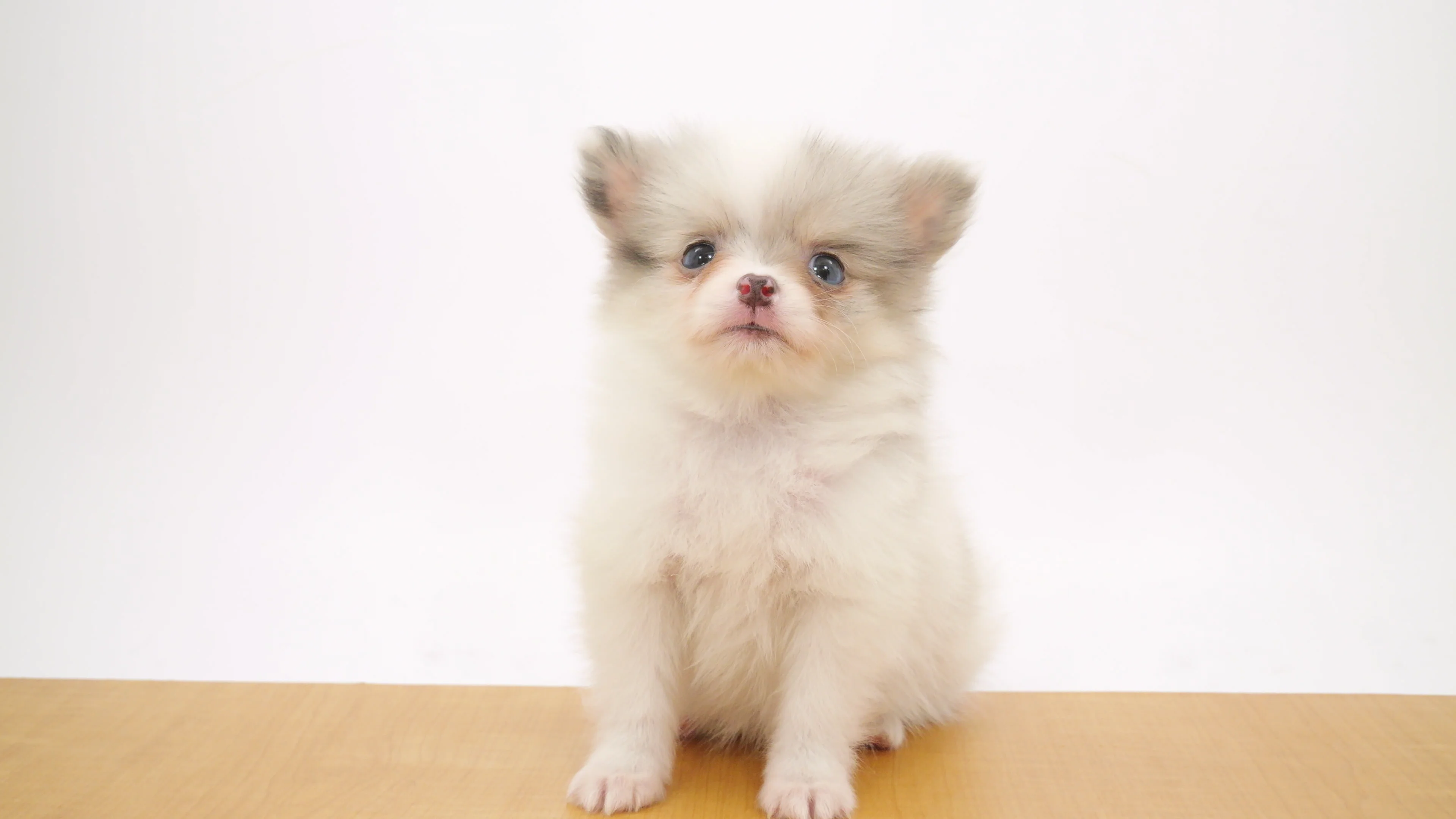 照紗　イヌハリダルマ　犬張達磨　ソフビ　ホワイトゴールドマーブル BEAMS JAPAN（ビームス ジャパン）【別注】中外陶園 / 招き犬 左手 3号