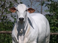 Lote 103A