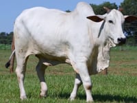 Lote 103
