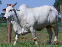 Lote 102