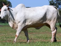 Lote 100