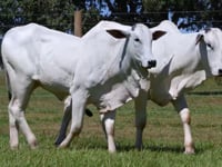 Lote 45
