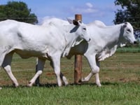 Lote 44