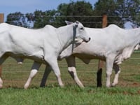 Lote 43