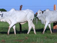Lote 38