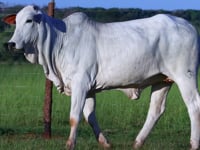 Lote 35